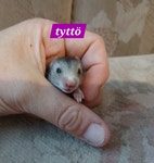 Pikkukuva