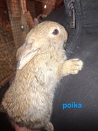 Pikkukuva