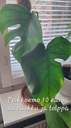 Pikkukuva