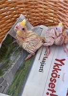 Pikkukuva