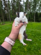 Pikkukuva