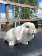 Pikkukuva