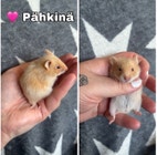 Pikkukuva