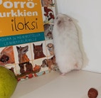 Pikkukuva