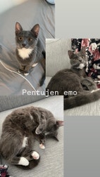 Pikkukuva