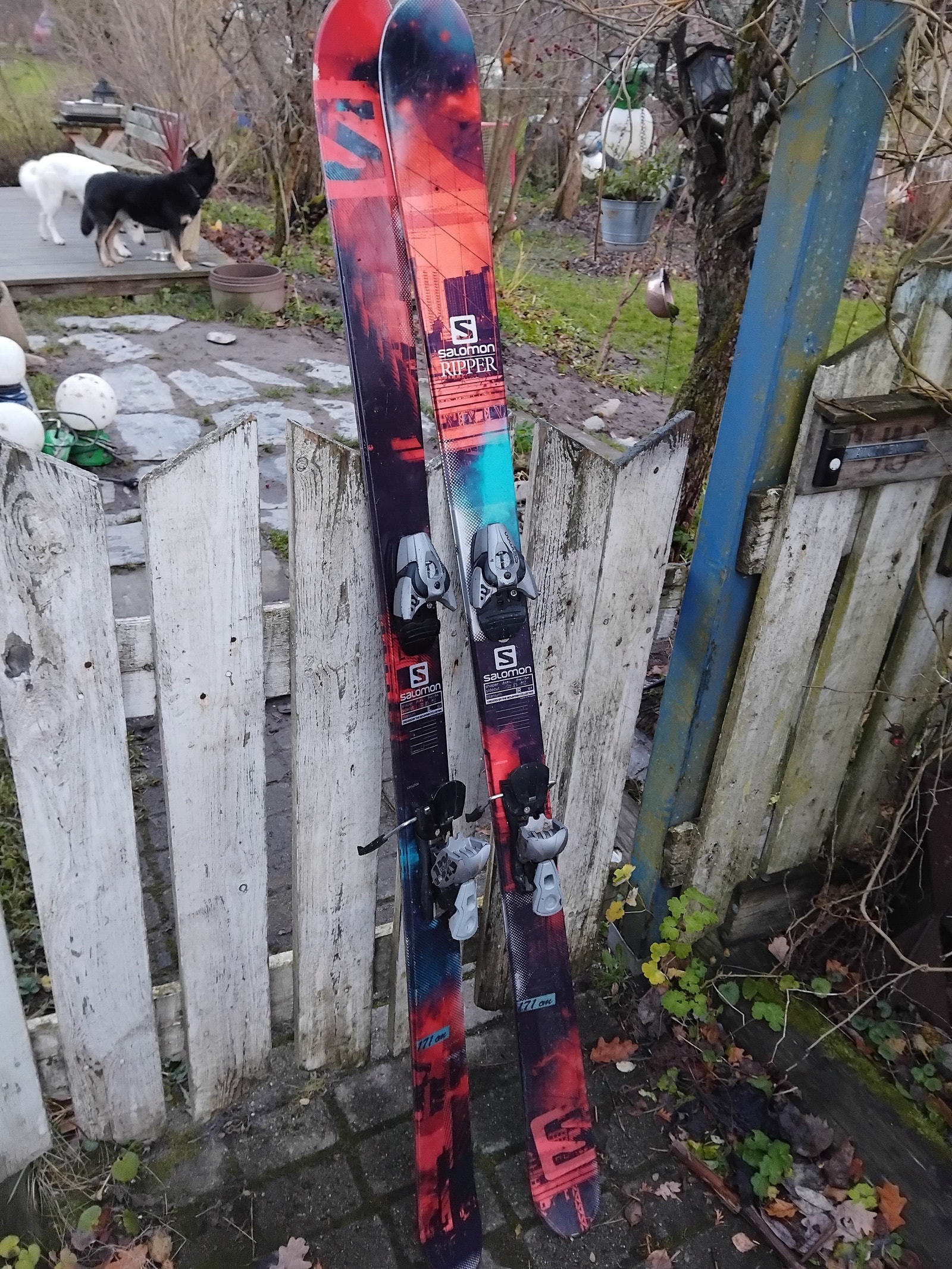スキー SALOMON RIPPER 171cm サロモンのリッパーという板について。 | 痛板これくしょん