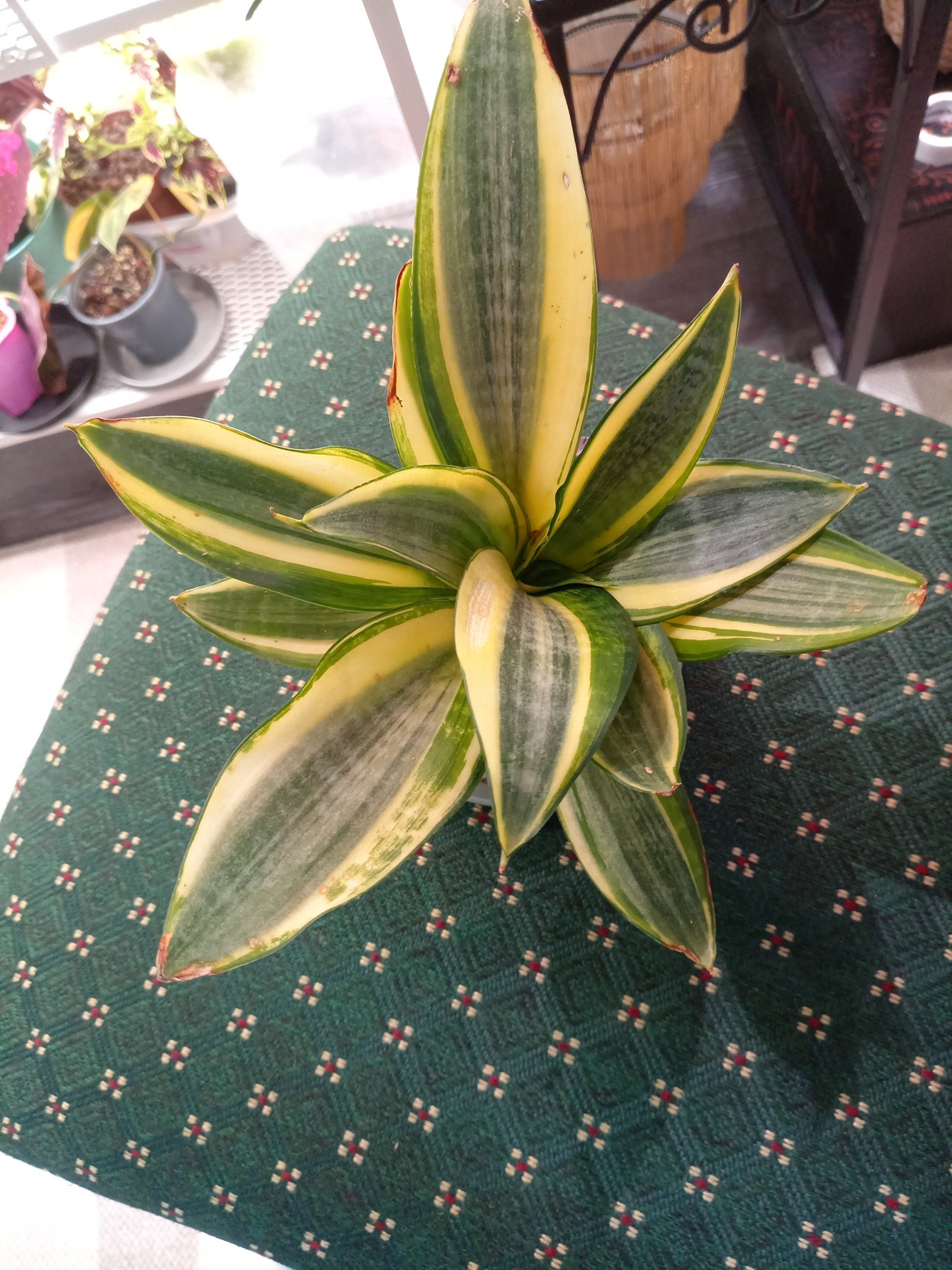 Anopinhammas golden saw Tori