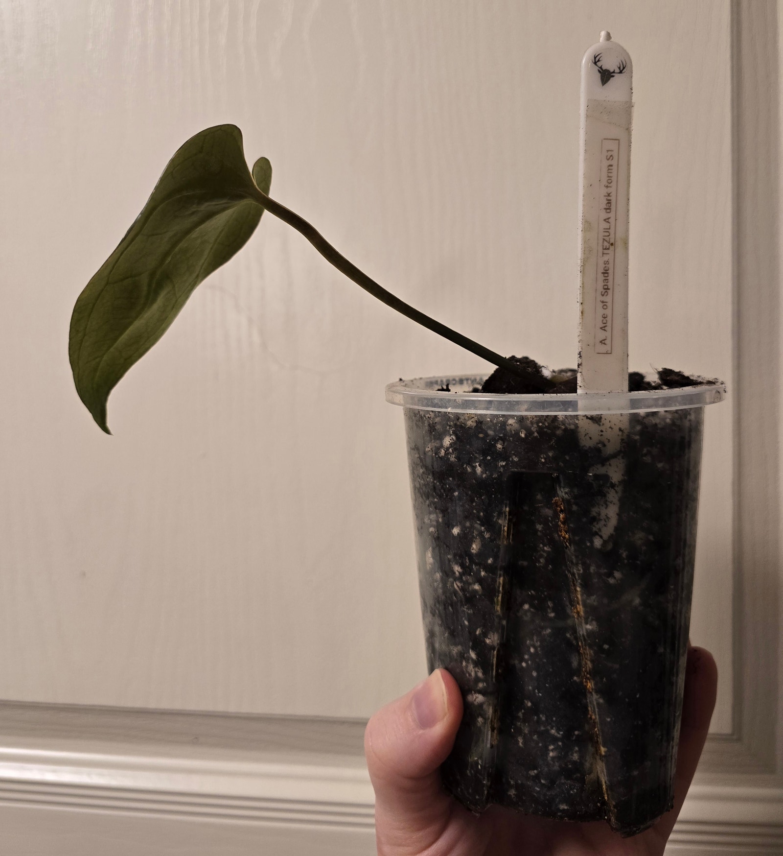 Anthurium AOS Tezula Dark Form x Self Selected | Tori