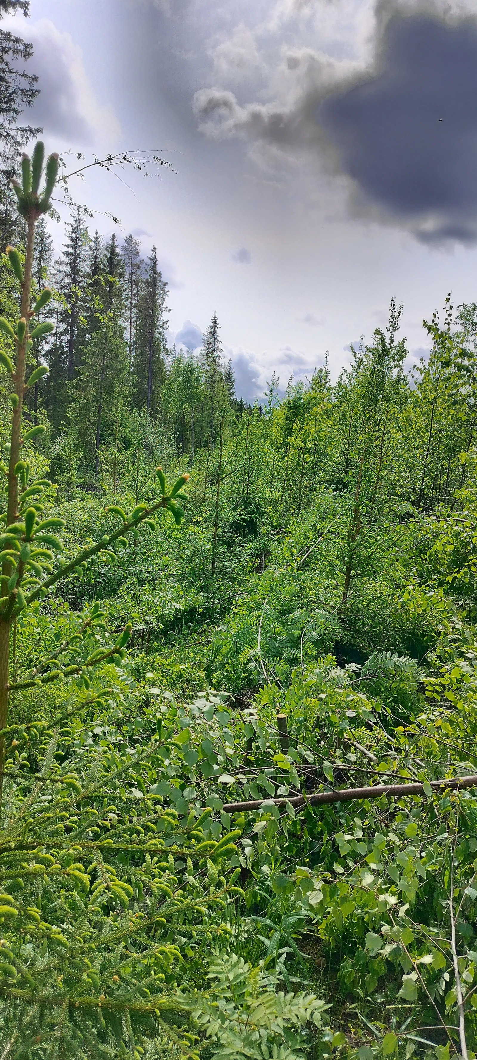 Kaupan Metsänhoito Rovaniemi kansikuva