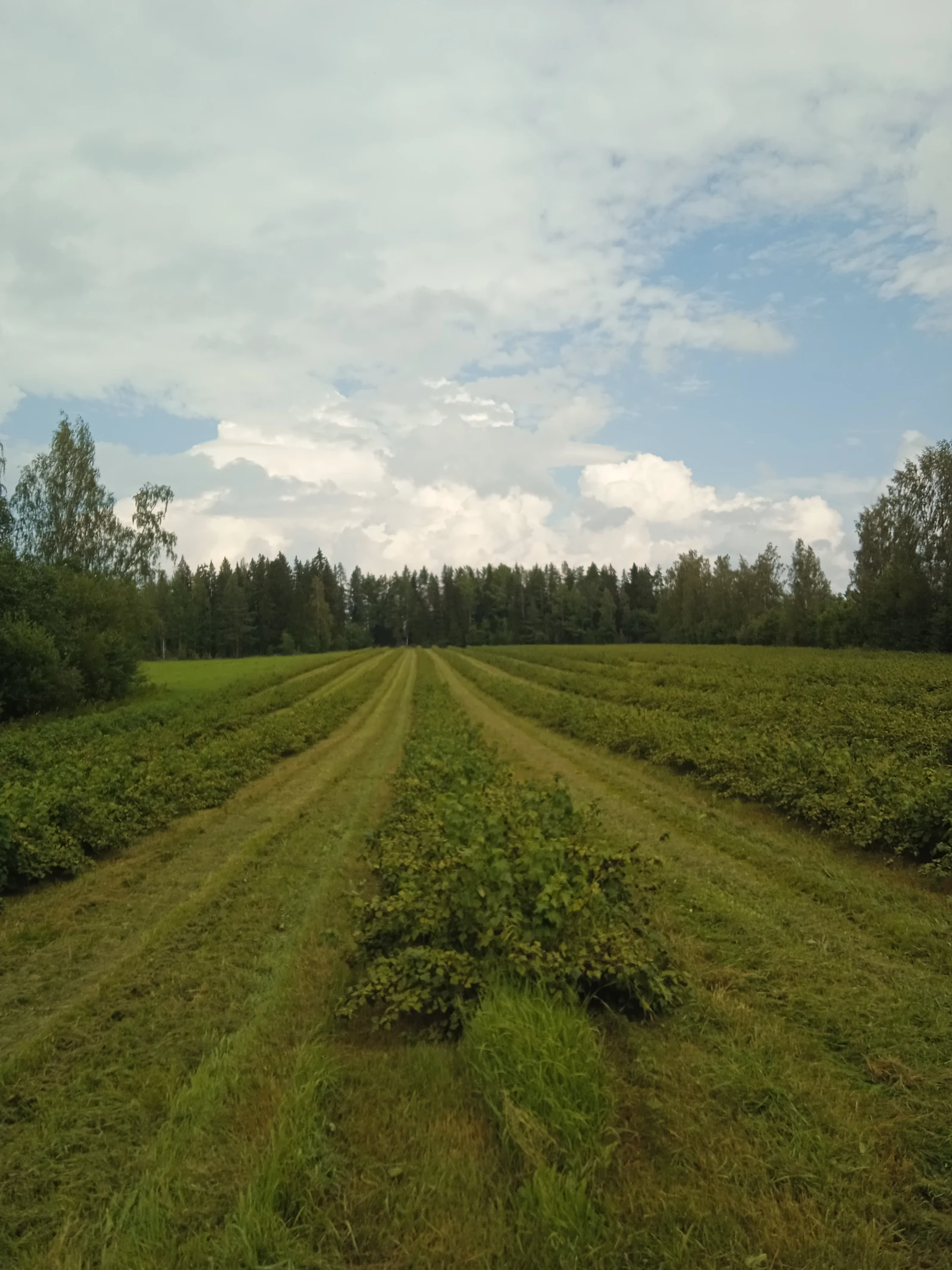 Kaupan Lari Ripatti kansikuva