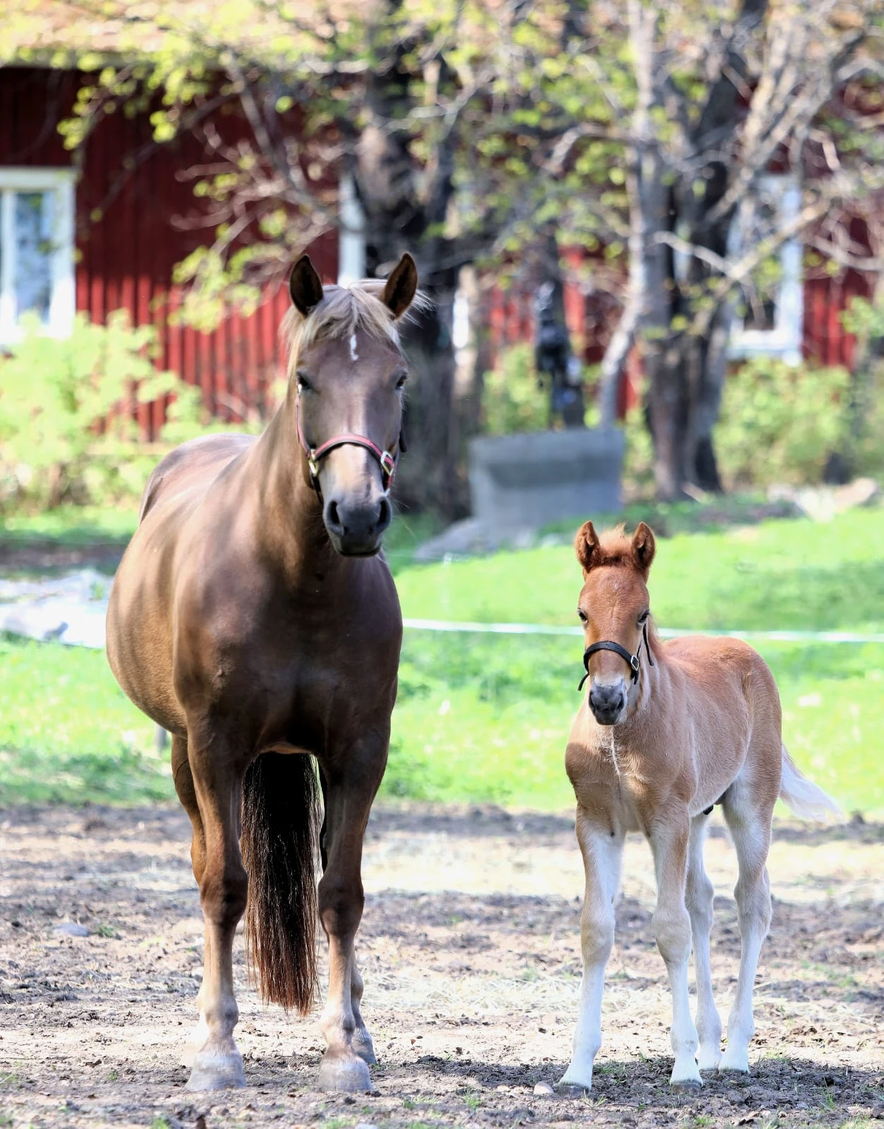 Kaupan T:mi Mari Naumanen kansikuva