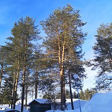 Profiilikuva käyttäjälle marmon