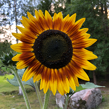 Profiilikuva käyttäjälle Antti-Taata