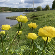 Profiilikuva käyttäjälle Julia A