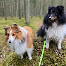 Profiilikuva käyttäjälle Kaisa Niemeläinen