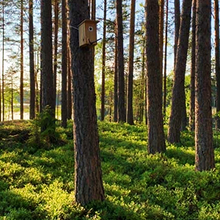 Profiilikuva käyttäjälle Metsäläinen