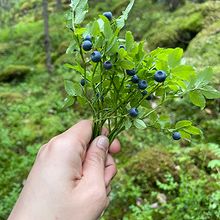 Profiilikuva käyttäjälle Noopinoo