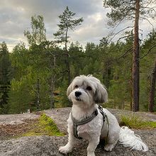 Profiilikuva käyttäjälle VP