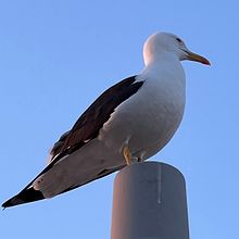 Profiilikuva käyttäjälle Niko