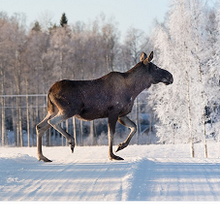 Profiilikuva käyttäjälle rachiddanmallam