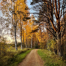 Profiilikuva käyttäjälle Nittasaari