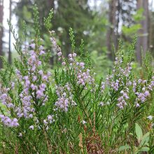 Profiilikuva käyttäjälle Viivi