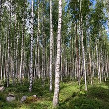 Profiilikuva käyttäjälle Martin