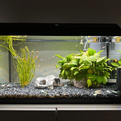 Fluval Vicenza 260 litran akvaario | Tori