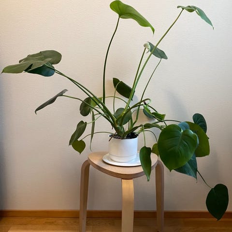 peikonlehti-tori