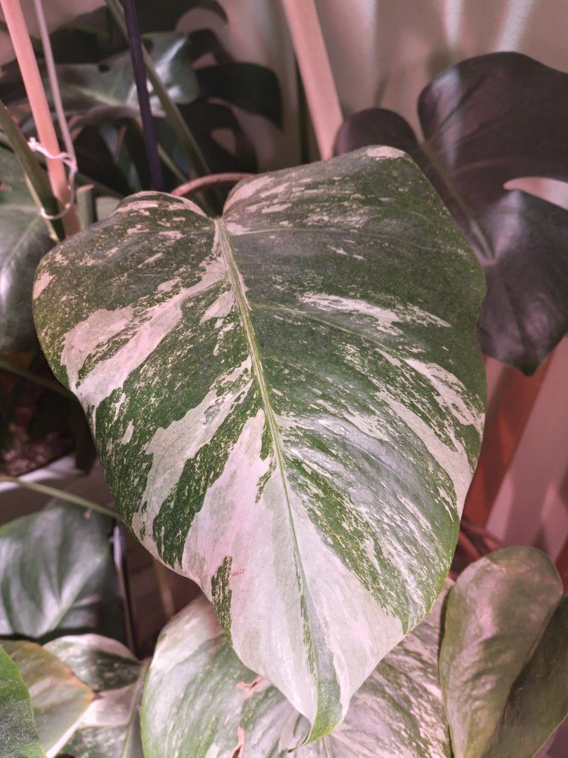 Monstera variegata pistokkaita