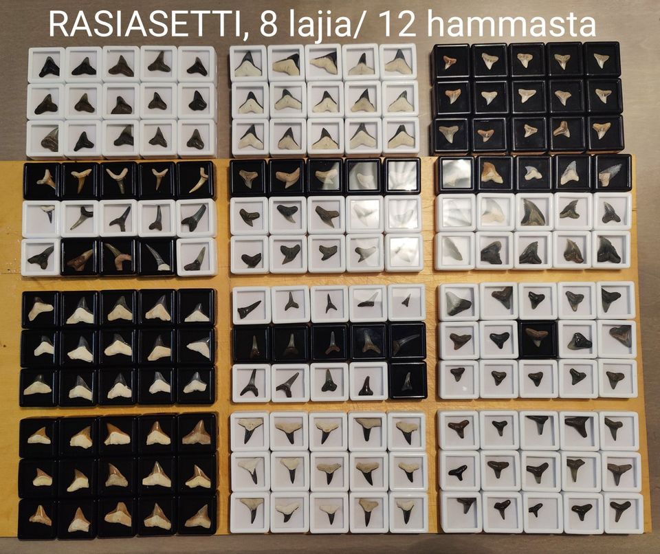 12 hainhammasfossiilia, 8 lajia + rasiat