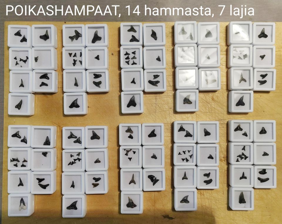 14 kpl hainpoikasten hammasfossiileja, 7 lajis