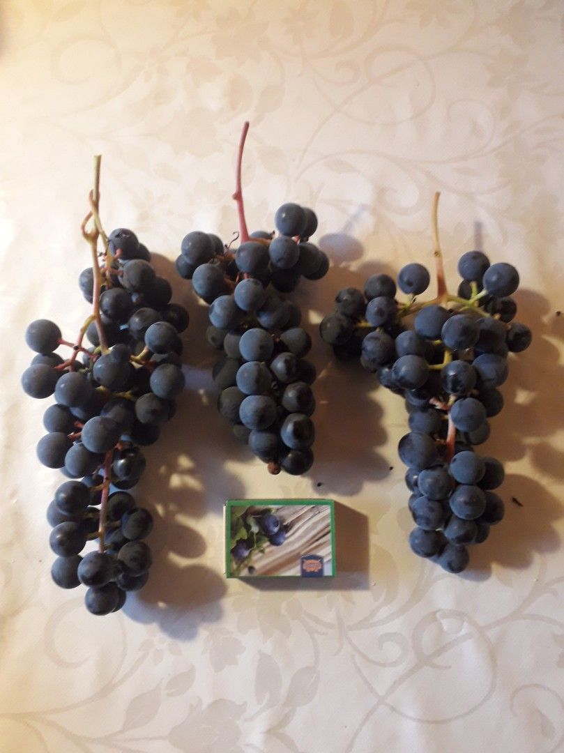 Viiniköynnös Zilgan taimia