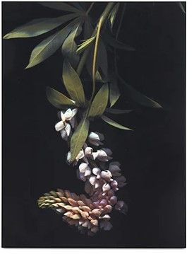 Bo Concept Herbarium-taulu ovh: 429,-
