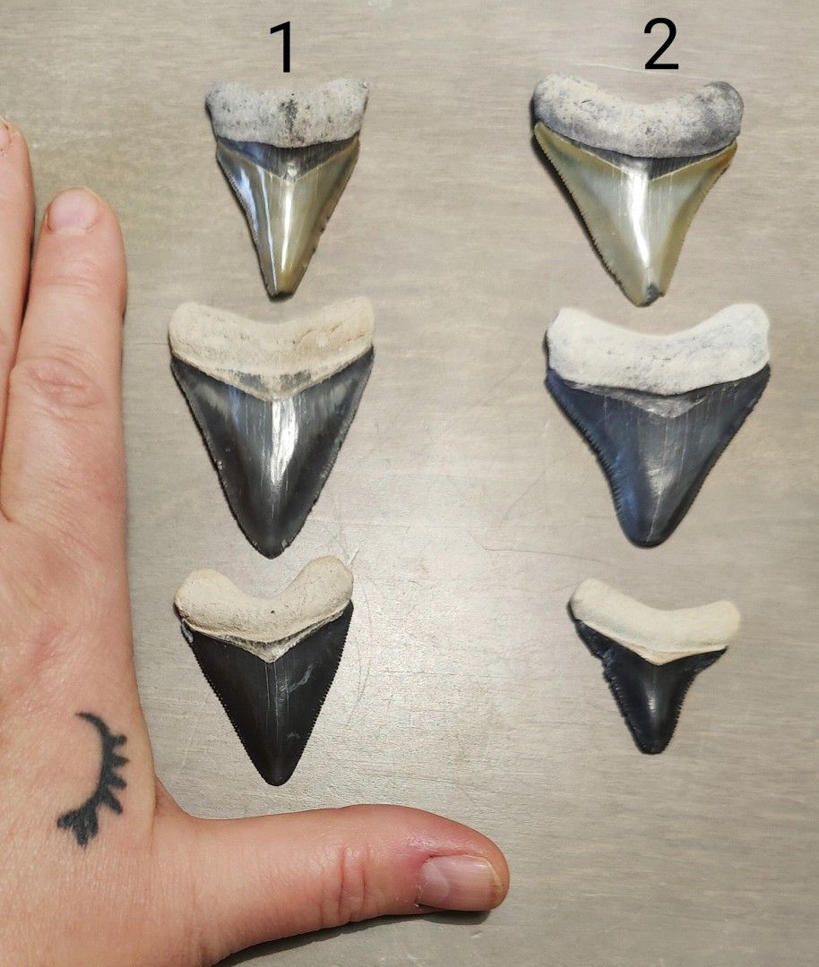 Kolme eri väristä megalodonin hammasfossiilia
