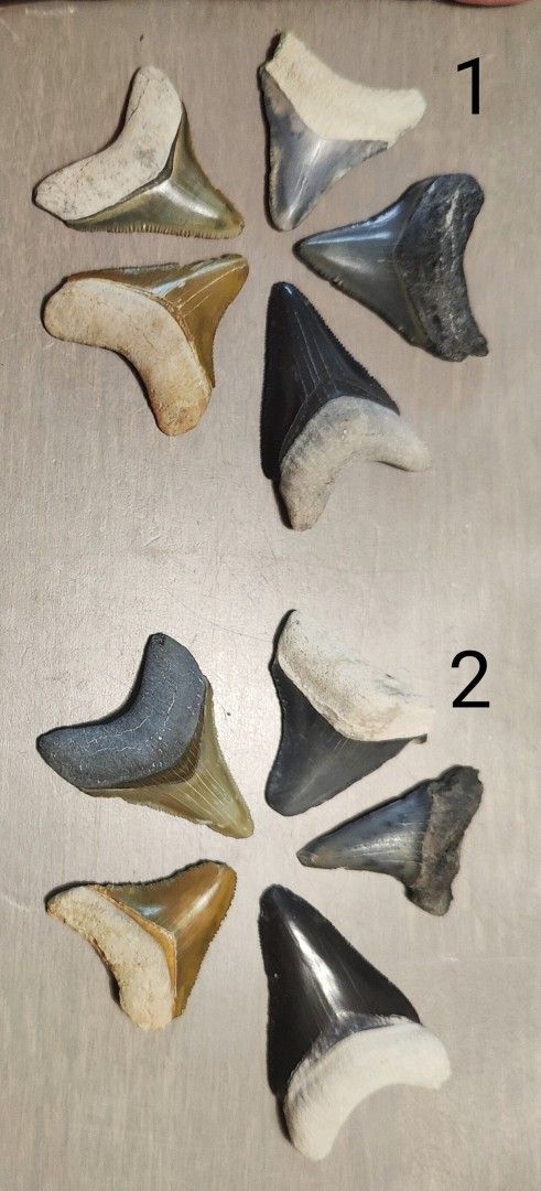 Viisi eri väristä megalodonin hammasfossiilia