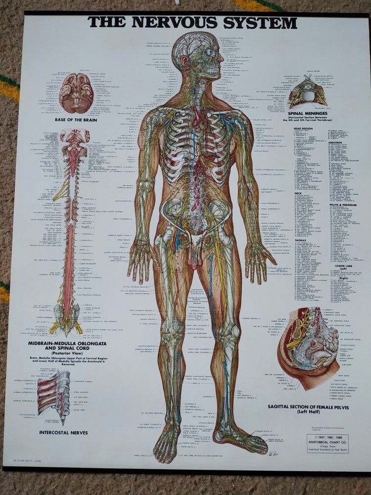 Anatomia karttoja uusia