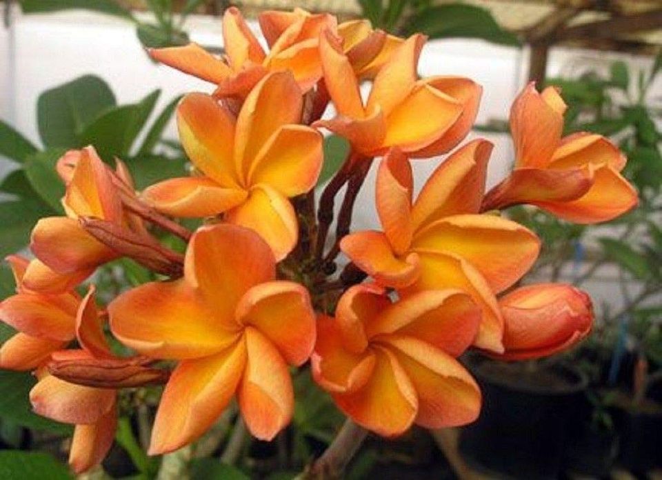 Plumeria (Temppelipuu): Orange