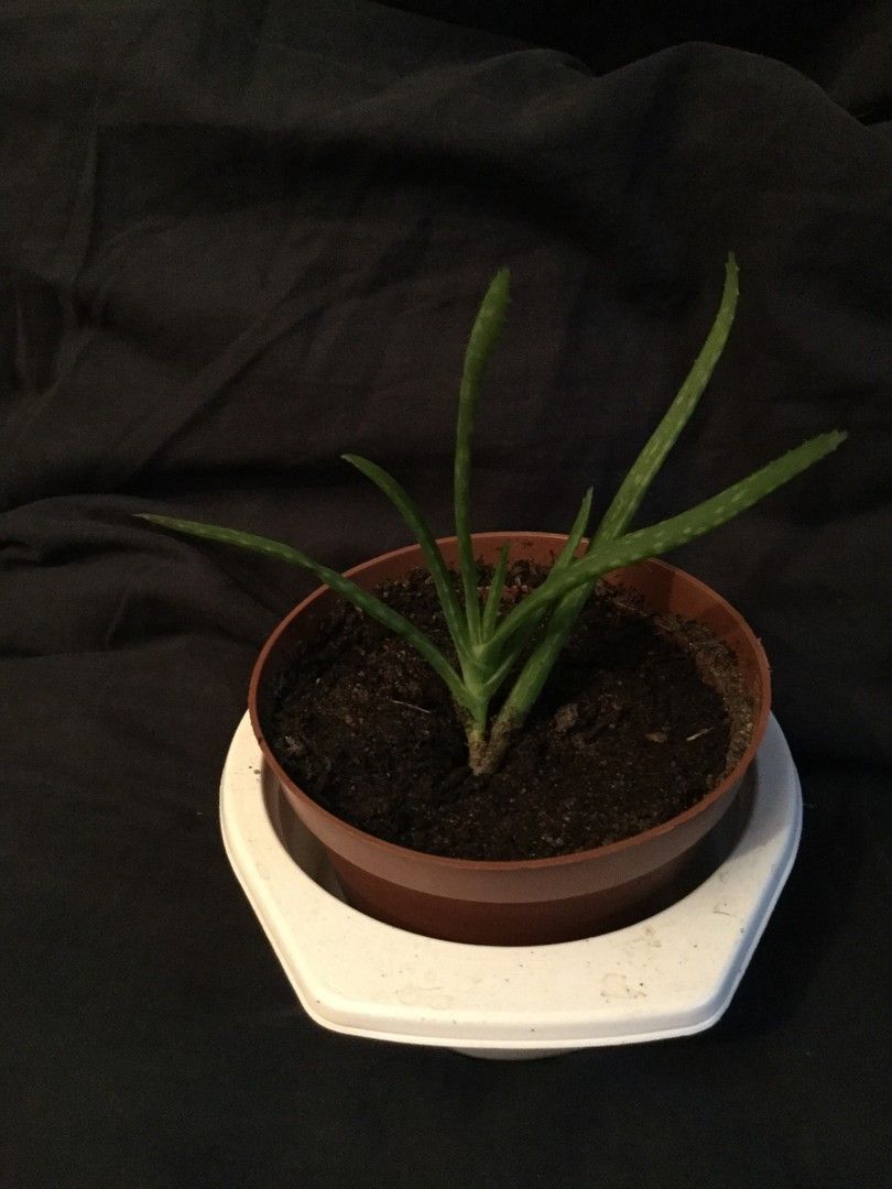 Huonekasvi Aloe