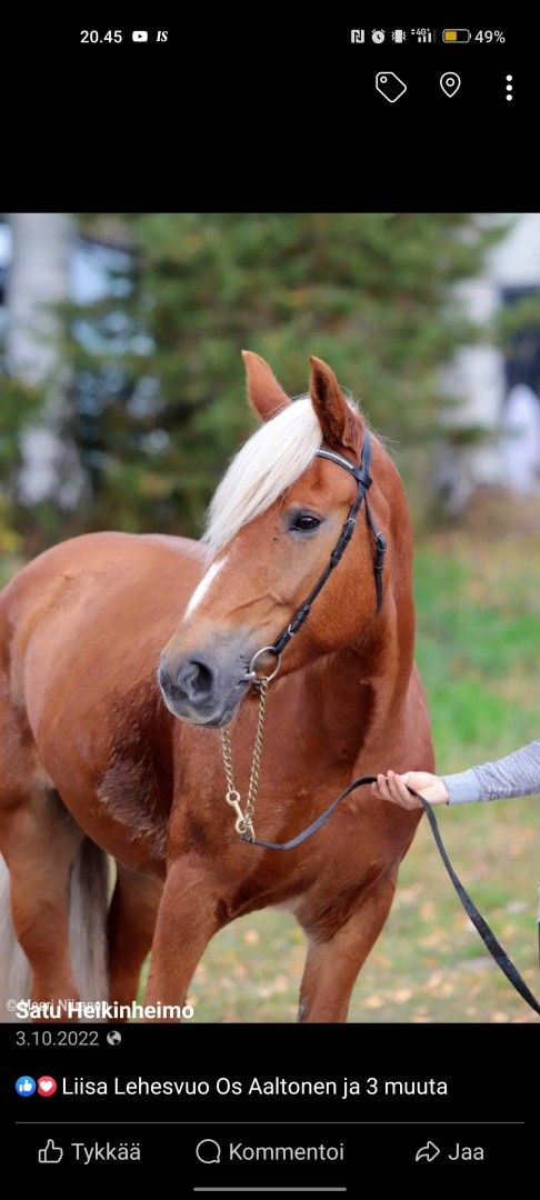 Kuvankaunis suomenhevos tamma Voittajatar