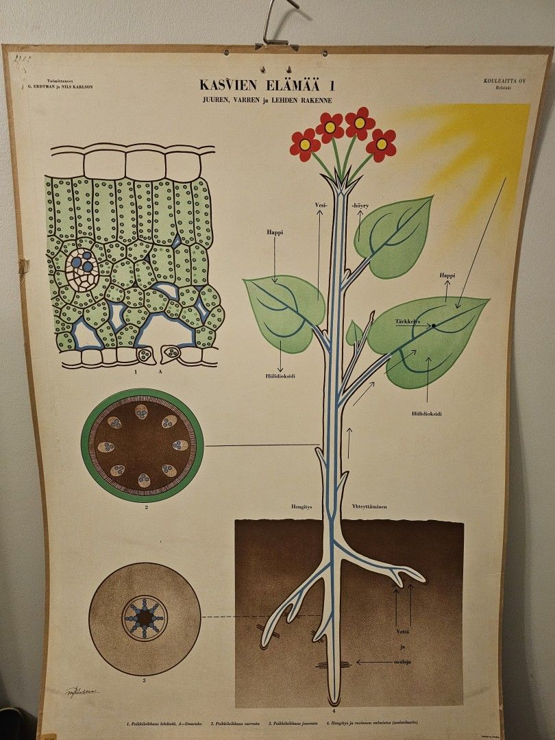 Vanha opetustaulu kasvien elämää 1