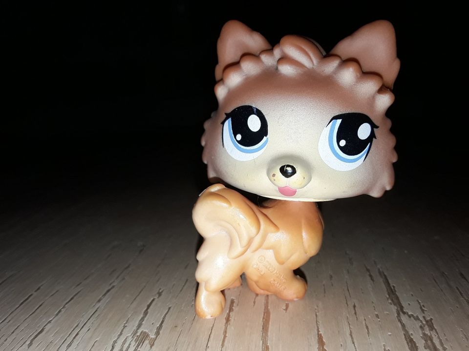 Lps pomeranian