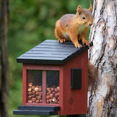 Wildlife Garden syöttölaite oraville punainen