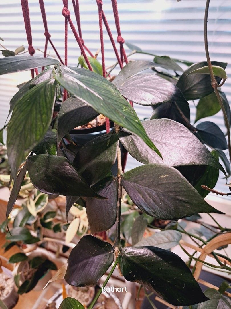 Hoya polyneura