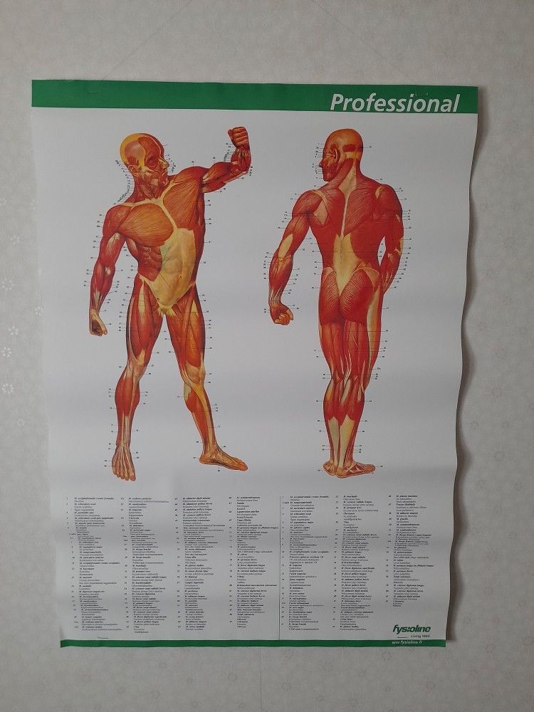 Fysioline lihaskartat
