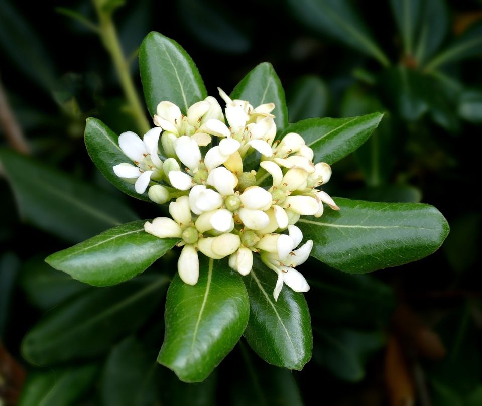 Kiiltokielopuun siemenet (Pittosporum Tobira)