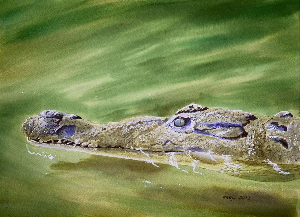 Akvarellimaalaus - Krokotiili