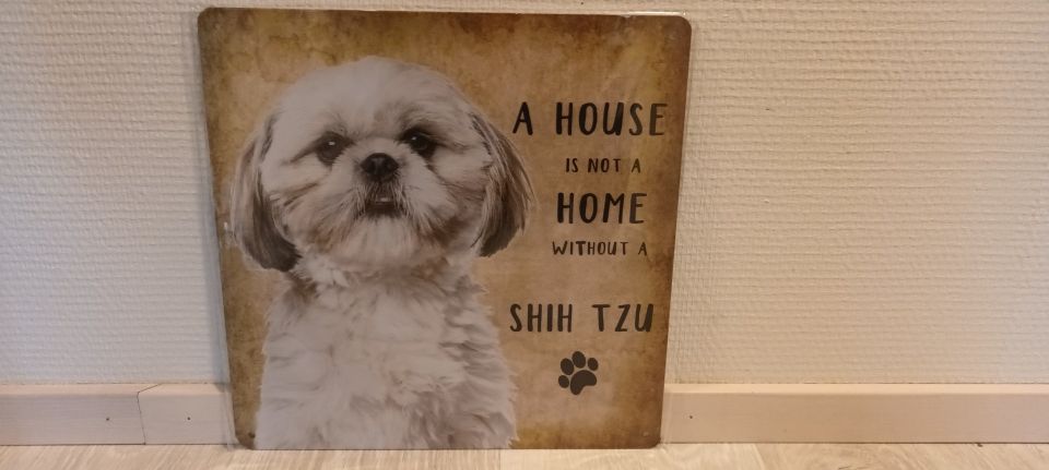 Koirataulu Shih tzu