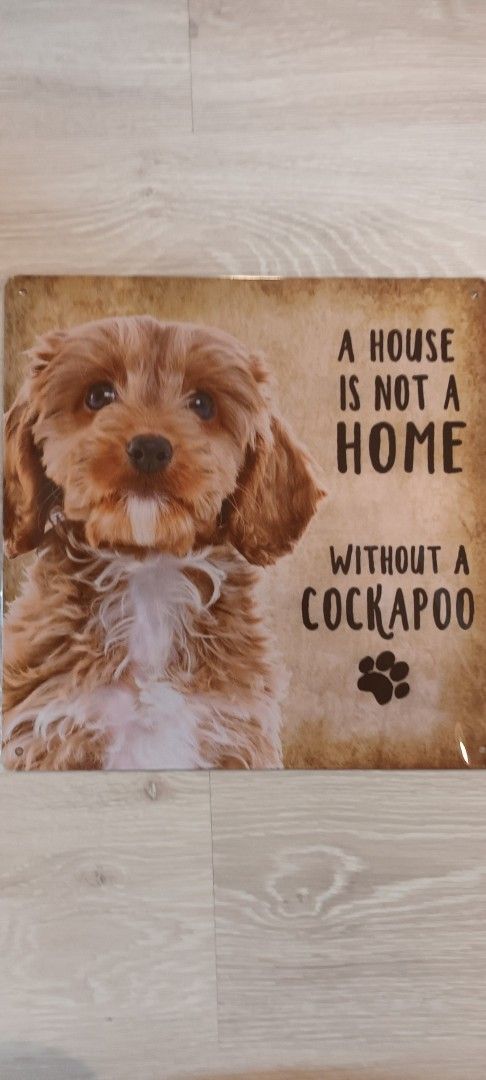 Koirataulu Cockapoo