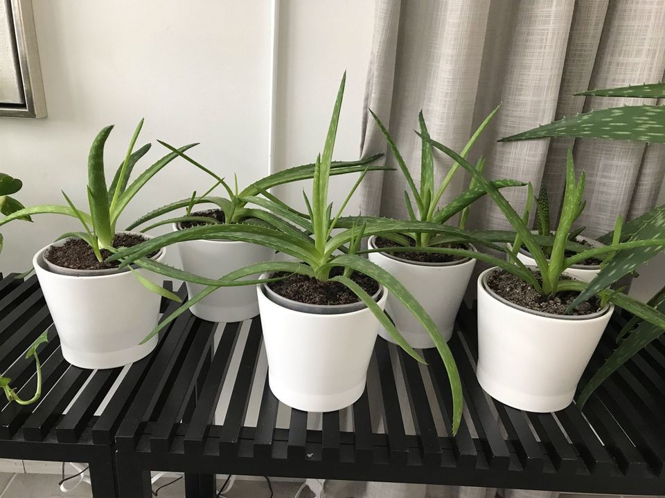 Aloe viherkasvi